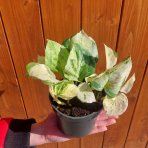 Potosovec (Epipremnum) ´HAPPY LEAF´ - výška 10-15 cm, Ø 15-25 cm, kont. C1L 